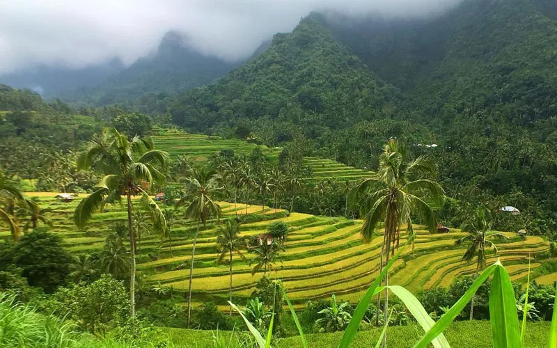 Rice terraces on the way to Sekumpul Waterfall North Bali