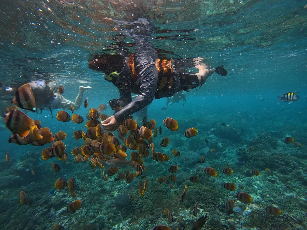 Feeding tropical fish in crystal clear water