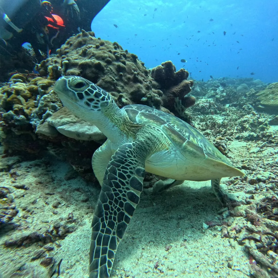 Green sea turtle swimming at Nusa Penida