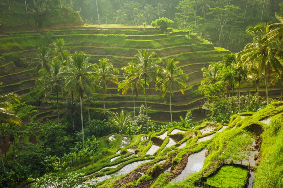 Beautiful green rice terrace view in Ubud