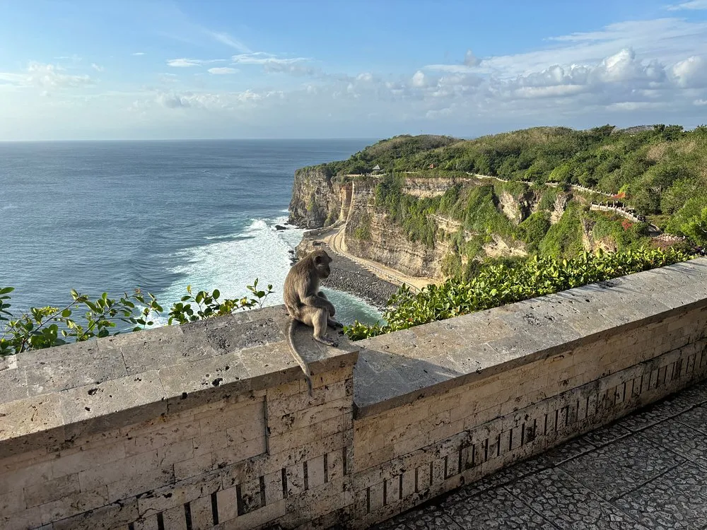 Macaque monkeys at Uluwatu Temple Bali